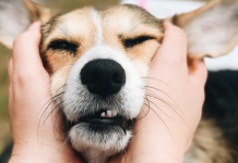 Este cão cheira a tristeza e sabe exatamente quando alguém precisa atenção.