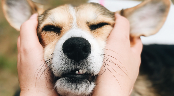 Este cão cheira a tristeza e sabe exatamente quando alguém precisa atenção.