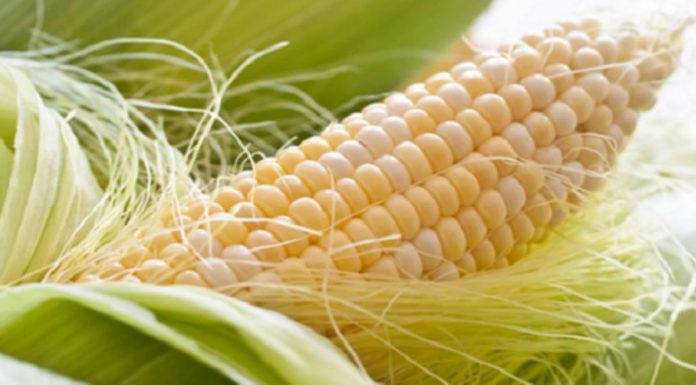 9 benefícios do cabelo de milho que você provavelmente não conhecia.