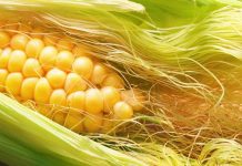 5 infusões naturais contra infecções do trato urinário.