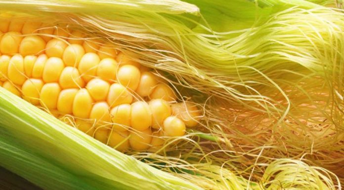 5 infusões naturais contra infecções do trato urinário.