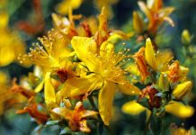 Erva de São João: indicado para depressão e saúde mental.