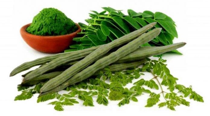 Moringa considerada um super alimento: 10 benefícios e como consumi-lo.