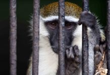 Costa Rica será o primeiro país do mundo a fechar seus zoológicos e deixar os animais livres