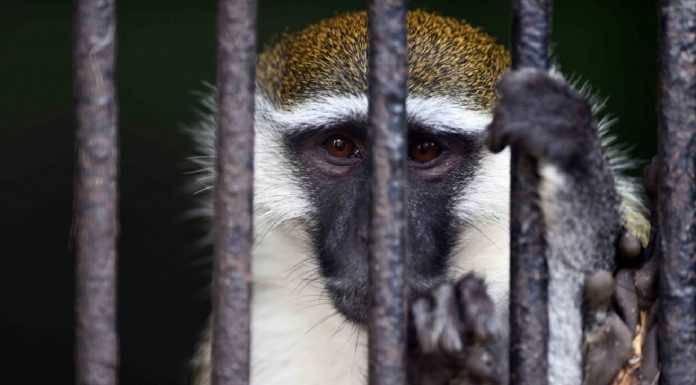 Costa Rica será o primeiro país do mundo a fechar seus zoológicos e deixar os animais livres