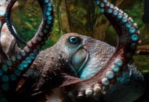 Do aquário ao mar: a incrível fuga de Inky, o polvo
