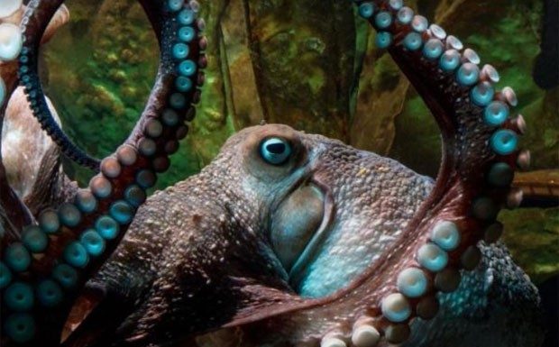 Do aquário ao mar: a incrível fuga de Inky, o polvo