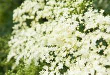 Sabugueiro: produto natural benéfico para a saúde, incluindo diabetes.