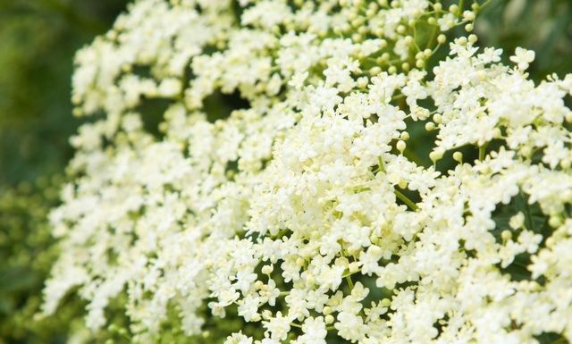 Sabugueiro: produto natural benéfico para a saúde, incluindo diabetes.