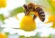 A humanidade precisa de abelhas, mas está fazendo com que se extingam mais rápido do que o esperado.