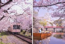 Fotógrafo captura início mágico da estação das cerejeiras japonesas.