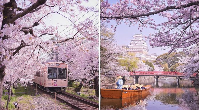 Fotógrafo captura início mágico da estação das cerejeiras japonesas.