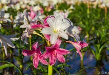 Após 3 anos, o deserto da Namíbia floresce novamente.