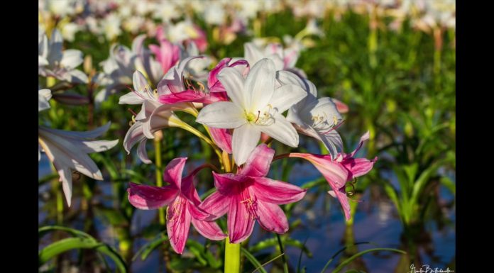 Após 3 anos, o deserto da Namíbia floresce novamente.