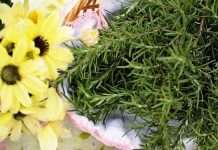 Remédios de ervas para combater a perda de cabelo.