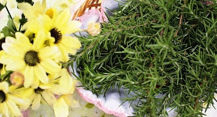 Remédios de ervas para combater a perda de cabelo.