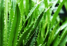 12 Plantas para tratar insônia e melhorar a qualidade do sono.