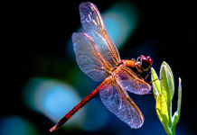 Entenda o significado mágico da libélula.