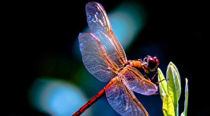 Entenda o significado mágico da libélula.