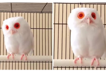 Esta coruja albina tem penas completamente brancas e olhos vermelhos. Só de ver isso é hipnótico.