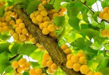 Ginkgo Biloba é ótimo para tratar e prevenir demência, Alzheimer, enxaqueca, vitiligo e muito mais.