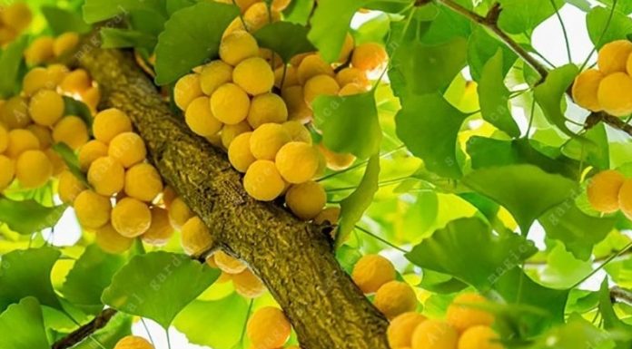 Ginkgo Biloba é ótimo para tratar e prevenir demência, Alzheimer, enxaqueca, vitiligo e muito mais.