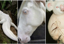Animais albinos mostram a singularidade da natureza