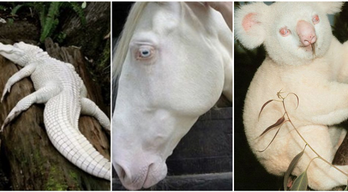 Animais albinos mostram a singularidade da natureza