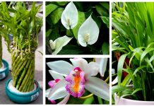 12 Plantas que irradiam energia positiva em sua casa.