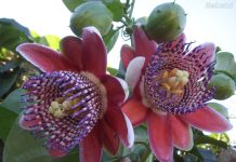 12 Chás ou infusões que nos ajudam a dormir melhor.