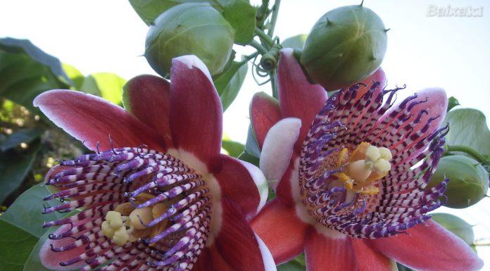 12 Chás ou infusões que nos ajudam a dormir melhor.