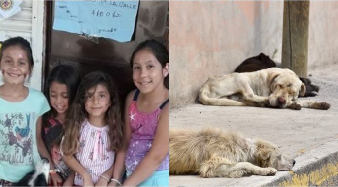 Meninas vendem seus desenhos para comprar comida para cães abandonados.