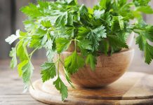 Salsa vai além do alimento – seu melhor amigo para ter um fígado saudável!