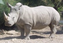 Devemos abordar a conservação da vida selvagem de maneira diferente após a morte do último rinoceronte branco masculino?