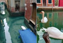 Água cada vez mais cristalina nos canais de Veneza devido à ausência de turistas.
