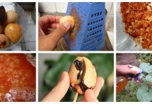 Como preparar inseticida caseiro a base de sementes de abacate.