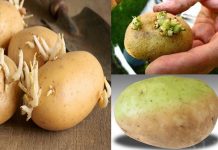 Partes tóxicas a evitar de certos tipos de vegetais e plantas.