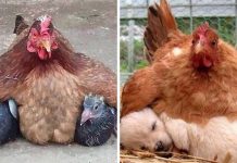 13 galinhas que dão carinho e incubam outros animais.
