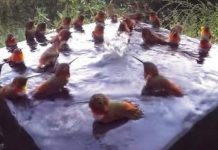 Câmera escondida registra 30 beija-flores tomando banho e brincando como se fossem crianças.