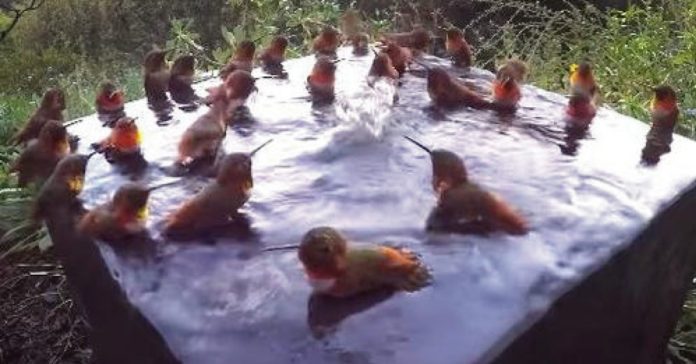 Câmera escondida registra 30 beija-flores tomando banho e brincando como se fossem crianças.