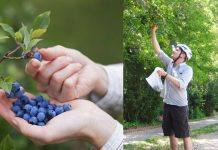 Copenhague oferece generoso pacote natural de árvores frutíferas e brinda seus moradores.