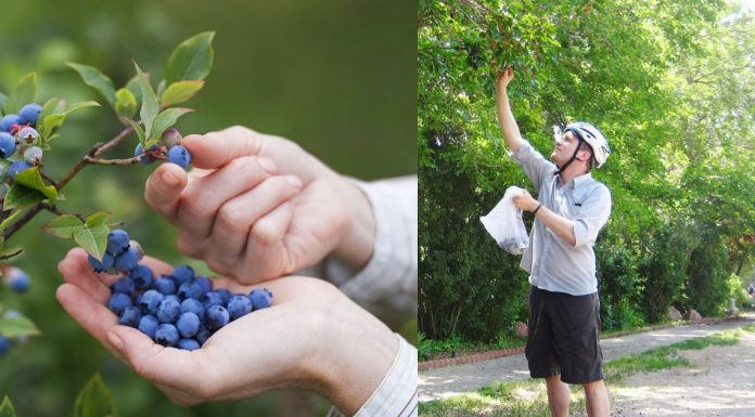 Copenhague oferece generoso pacote natural de árvores frutíferas e brinda seus moradores.