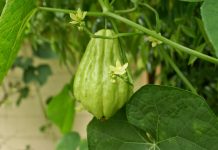 Chuchu não floresceu: o que pode ter acontecido?