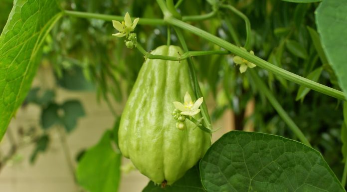 Chuchu não floresceu: o que pode ter acontecido?