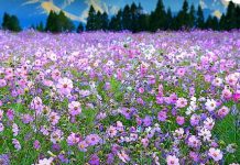 Ao plantar faixas de flores silvestres em campos agrícolas, o uso de pesticidas pode ser abolido.