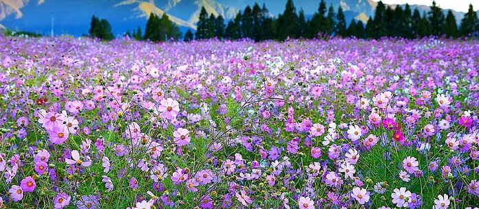 Ao plantar faixas de flores silvestres em campos agrícolas, o uso de pesticidas pode ser abolido.