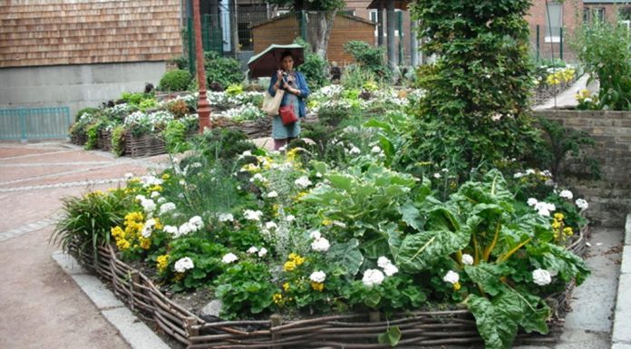 Paris, por lei, permite que seu povo cultive alimentos orgânicos e sustentáveis em qualquer lugar da cidade.