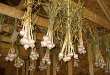 10 Dicas para armazenar vegetais no jardim durante o inverno.