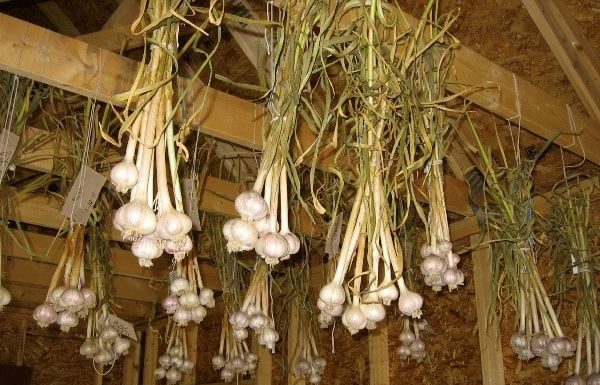 10 Dicas para armazenar vegetais no jardim durante o inverno.