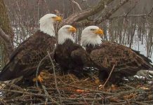Cientistas estudam um “caso a três” de águias, que criam juntos os filhotes